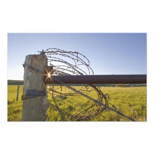 Stacheldraht aufgerollt auf Fencerow in der Nähe Fotodruck (Vorne)