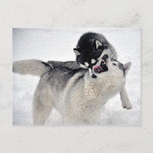 Stachelhäuter Postkarte