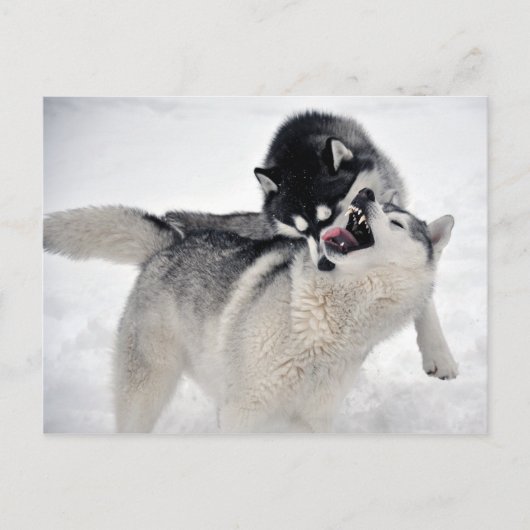 Stachelhäuter Postkarte (Vorderseite)