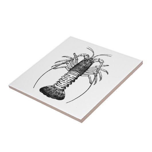 Stacheliger Hummer (Kalifornien) Fliese (Seite)