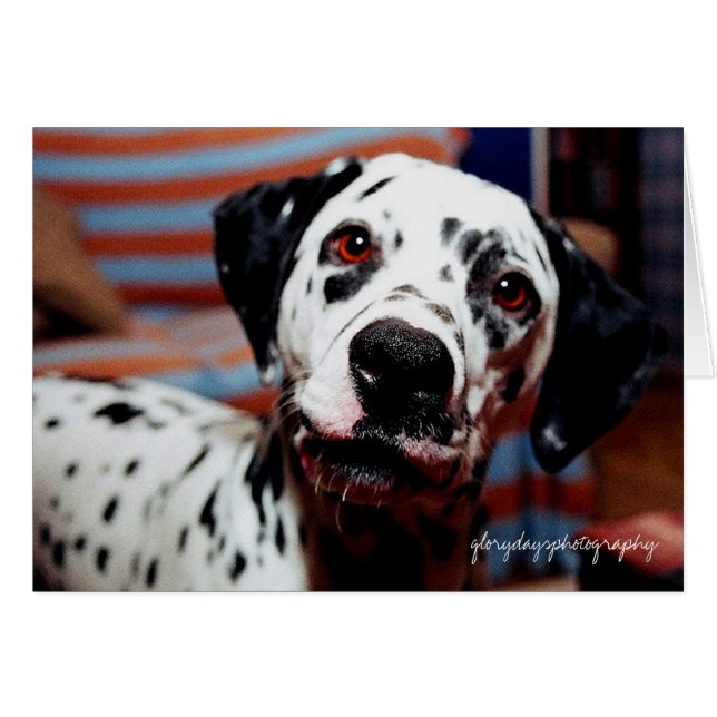 Stacheln, Glorydaysphotografie (Vorderseite (Horizontal))