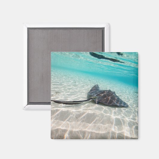 Stachelrochen Magnet (Vorderseite/Rückseite)