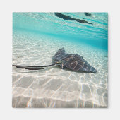 Stachelrochen Magnet (Vorne)