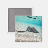 Stachelrochen Magnet (Vorderseite/Rückseite)