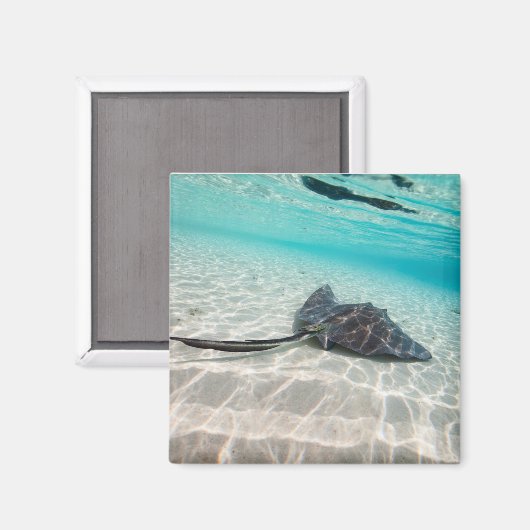 Stachelrochen Magnet (Vorderseite/Rückseite)