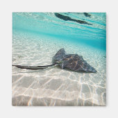 Stachelrochen Magnet (Vorne)