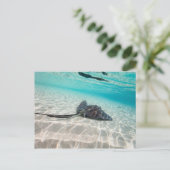 Stachelrochen Postkarte (Stehend Vorderseite)