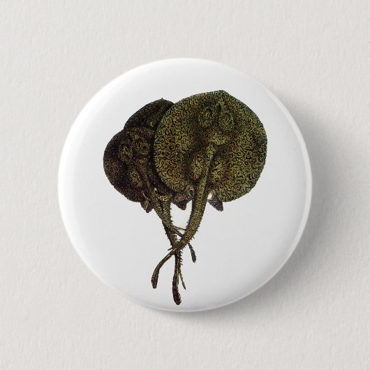 Stachelrochen Stingrays, Vintage Meeresleben Tiere Button (Vorderseite)