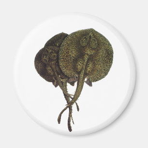 Stachelrochen Stingrays, Vintage Meeresleben Tiere Magnet