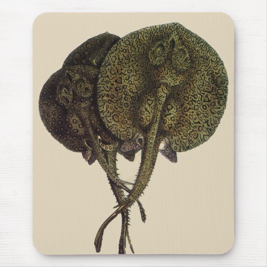 Stachelrochen Stingrays, Vintage Meeresleben Tiere Mousepad (Vorne)