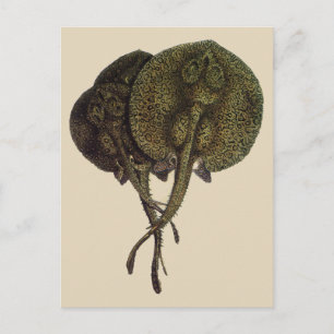 Stachelrochen Stingrays, Vintage Meeresleben Tiere Postkarte