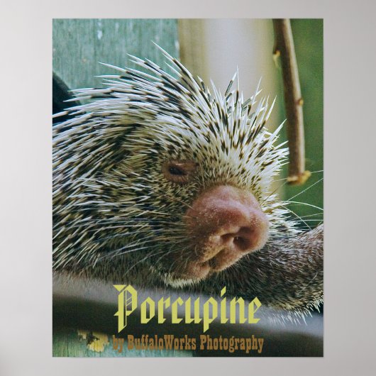 Stachelschwein 2 Poster (Vorne)