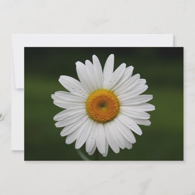 Stachelseile (Vorderseite)