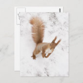 Stadteichhörnchen Postkarte (Vorne/Hinten)