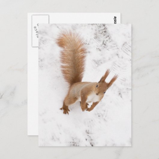 Stadteichhörnchen Postkarte (Vorne/Hinten)