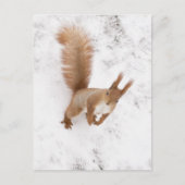 Stadteichhörnchen Postkarte (Vorderseite)