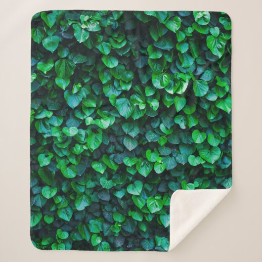 Städtische Dschungelgärtnerei Sherpadecke (Vorderseite)