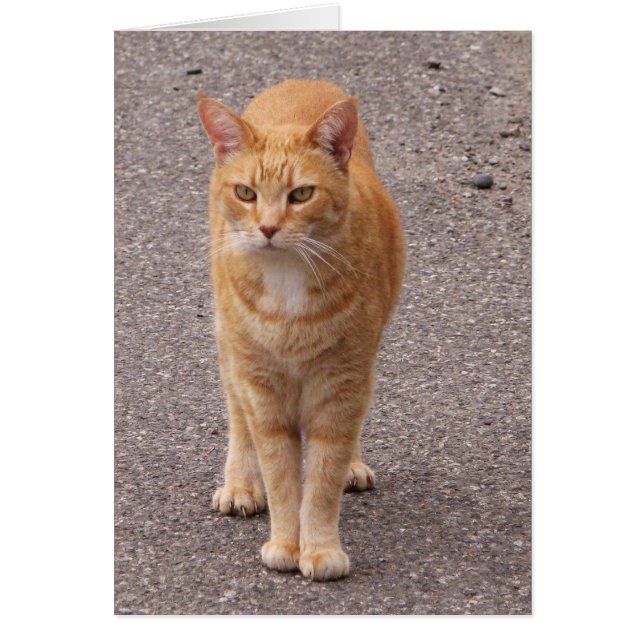 Städtischer Tiger (Vorne)