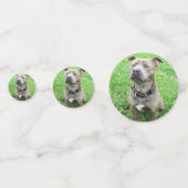 Staffordshire Bull Terrier Achtung: Konfetti (Vorderseiten)