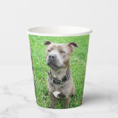 Staffordshire Bull Terrier Achtung: Pappbecher (Rückseite)