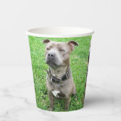 Staffordshire Bull Terrier Achtung: Pappbecher (Vorderseite)
