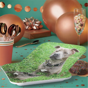 Staffordshire Bull Terrier Achtung: Pappteller