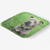 Staffordshire Bull Terrier Achtung: Pappteller (Gewinkelt)