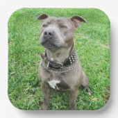 Staffordshire Bull Terrier Achtung: Pappteller (Vorderseite)
