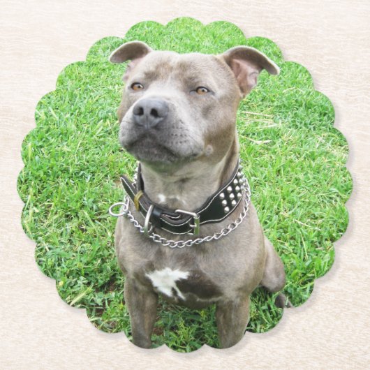 Staffordshire Bull Terrier Achtung: Untersetzer (Vorderseite)