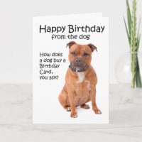 Staffordshire Bull Terrier Birthday Card