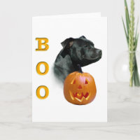 Staffordshire Bull Terrier Boo