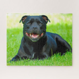 Staffordshire Bull Terrier Dog. Puzzle
