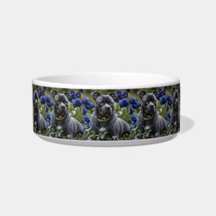 Staffordshire Bull Terrier im blauen Rosengarten,  Napf