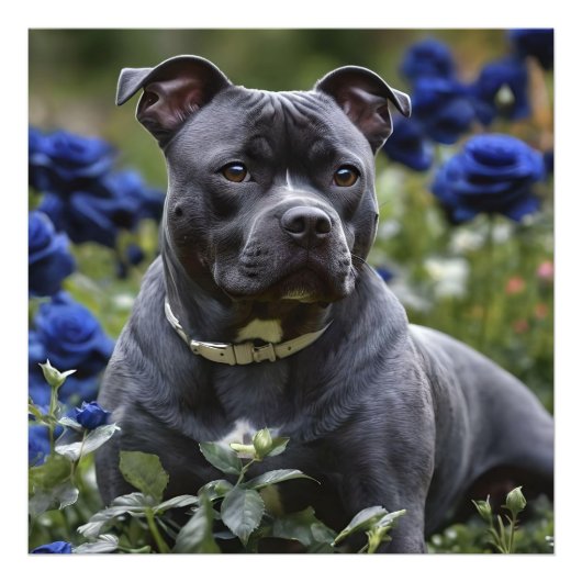 Staffordshire Bull Terrier in Blue Rose Garden, Fotodruck (Vorne)