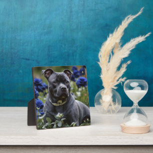 Staffordshire Bull Terrier in Blue Rose Garden, Fotoplatte
