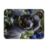 Staffordshire Bull Terrier in Blue Rose Garden, Magnet (Horizontal)