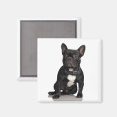 Staffordshire Bull Terrier Magnet (Vorderseite/Rückseite)