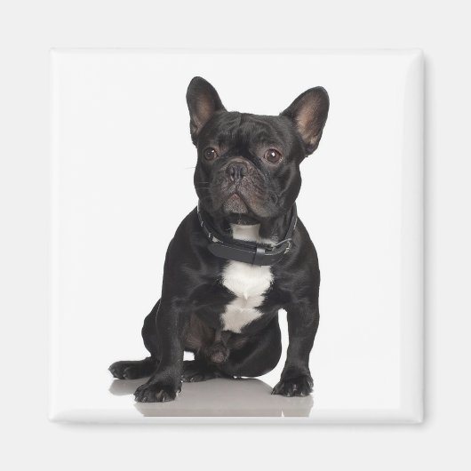 Staffordshire Bull Terrier Magnet (Vorne)