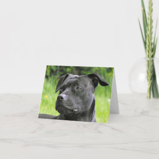 Staffordshire Bull Terrier-Portrait Karte