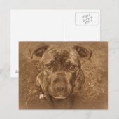 Staffordshire Bull Terrier Postkarte (Vorne/Hinten)