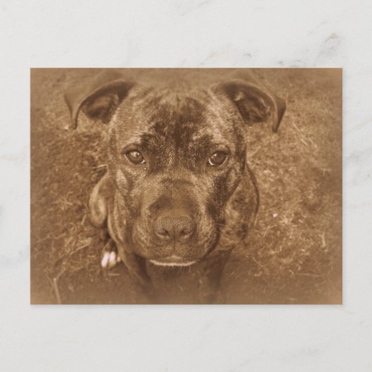 Staffordshire Bull Terrier Postkarte (Vorderseite)