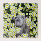 Staffordshire Bull Terrier Puppy in the Daisis, Puzzle (Vertikal)