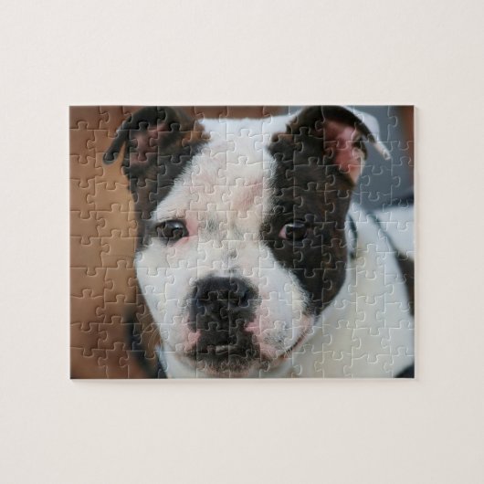 Staffordshire bull terrier puzzle (Horizontal)
