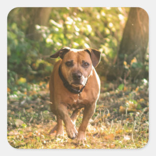 Staffordshire bull terrier quadratischer aufkleber