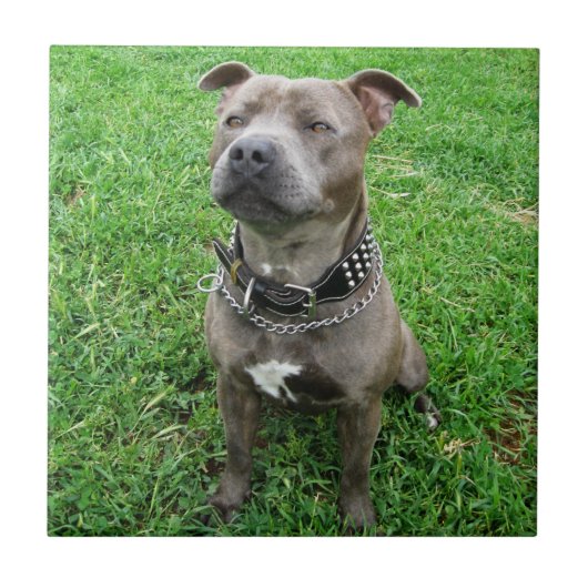 Staffordshire Bull Terrier Sitting At Achtung, Fliese (Vorderseite)