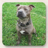 Staffordshire Bull Terrier Sitting At Achtung, Getränkeuntersetzer (Vorderseite)