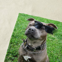 Staffordshire Bull Terrier Sitting At Achtung,
