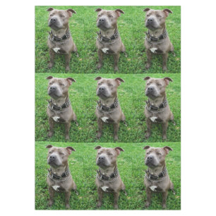 Staffordshire Bull Terrier Sitting At Achtung, Tischdecke