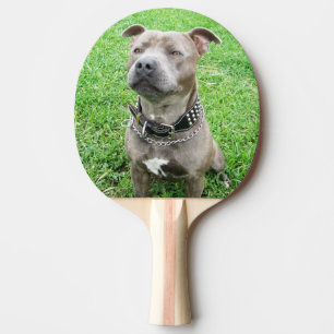 Staffordshire Bull Terrier Sitting, Tischtennis Schläger