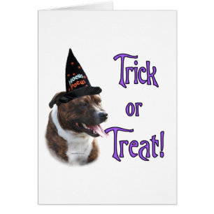 Staffordshire Bull Terrier Trick